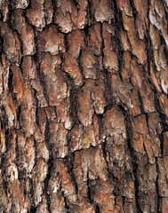 tree bark background