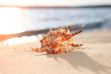 Beautiful sea shell on sunlit sandy beach