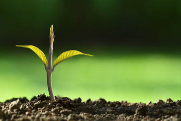 Young plant in the morning light growing out from soil