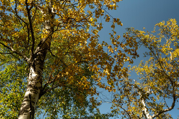 Autumn landscape with yellow leaves of trees against