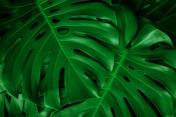 Naklejka na ściany i meble closeup nature view of green monstera leaf background. Flat lay, dark nature concept, tropical leaf