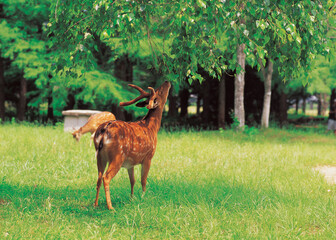 dears in forest