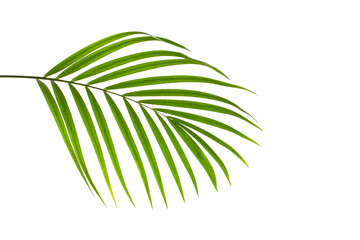 leaves of palm isolated on white background, summer concept, flat lay