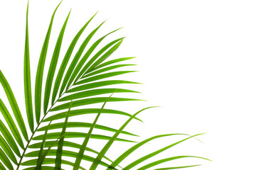 closeup palm leaf isolated on white background, summer background