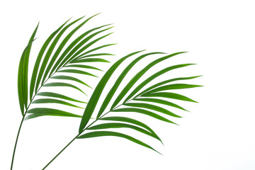 leaves of palm isolated on white background, summer concept, flat lay