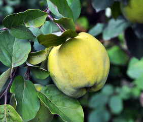 Quince ripens on the branch of the bush