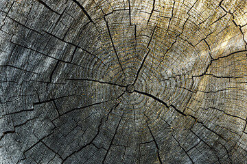 Fototapeta premium wood texture