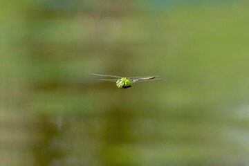 ギンヤンマの水平飛行シーン