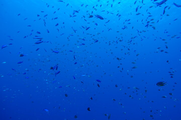 沖縄の海の中。熱帯魚。