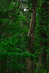 深い森の中の一本の古木