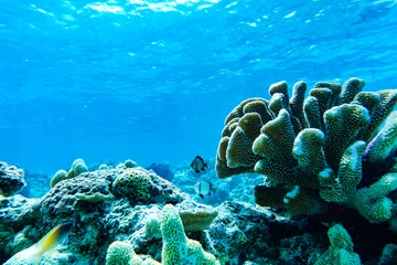 Gardinen Korallenriff 沖縄のサンゴと熱帯魚  © ton_summer