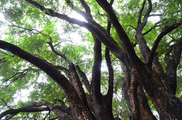 Landscapes and Scenery Near the Ayodhya Hills in West Bengal.