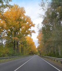Obraz premium road in autumn