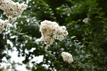 白い百日紅の花