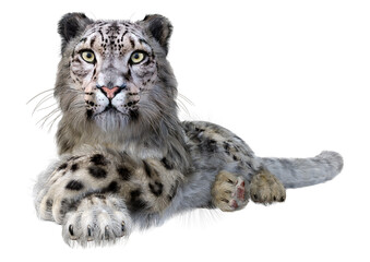 3D Rendering Snow Leopard on White