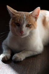 white cat with red spots on the background of abstract light