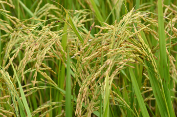 the green ripe paddy plant grains in the field meadow.