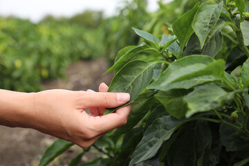 Naklejka na ściany i meble Woman picking bell pepper leaf in field, closeup. Agriculture industry