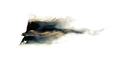 Abstract nature. Flying bird. Dispersion effect. 