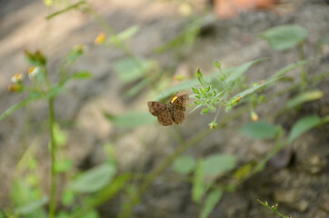 the small beautiful brown butterfly hold on green grass with plant.