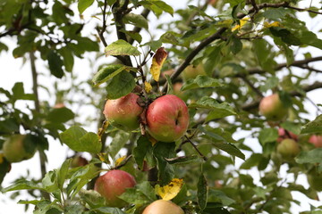 red apples ripen on tree branches in the garden