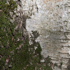 Square close-up of trunk of old birch tree bark with green moss. Wood pattern. Natural Background/Textures