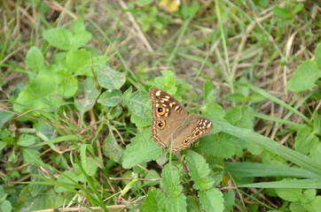 the small beautiful brown butterfly hold on green grass with plant.