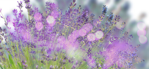 Beautiful lavender flowers outdoors, bokeh effect. Banner design