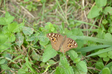 the small beautiful brown butterfly hold on green grass with plant.