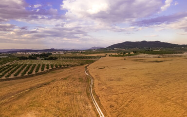 paisaje de trigales a vista de drone