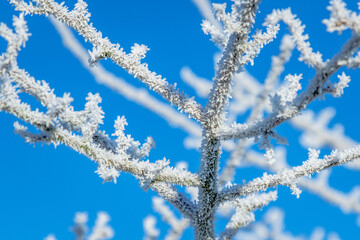 close-up of ice hoar frost on twigs on a blue sky background