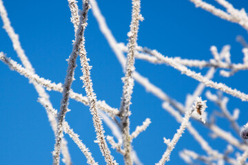 close-up of ice hoar frost on twigs on a blue sky background