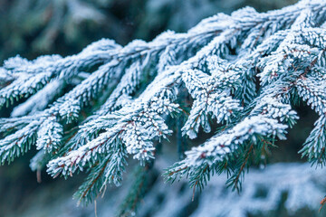 close-up of ice hoar frost on pine tree branches and needles