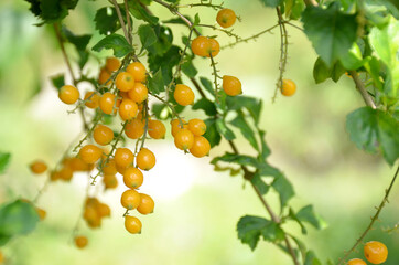 bunch the ripe yellow assist fruit with leaves and branch in the forest.