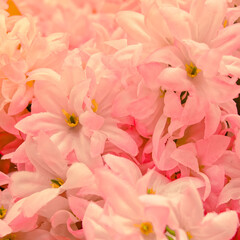 fake pink flowers top view closeup, colorful background