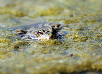 
the frog looks out of the water