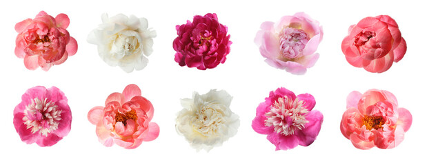 Set of different beautiful peony flowers on white background. Banner design © New Africa
