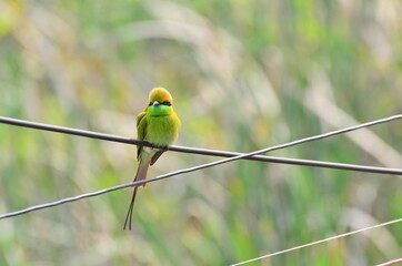 A bird spotted near a lake in Kolkata