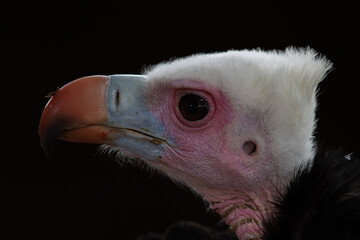 portrait of a vulture