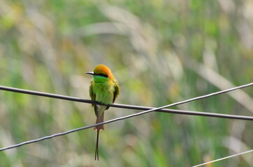 A bird spotted near a lake in Kolkata
