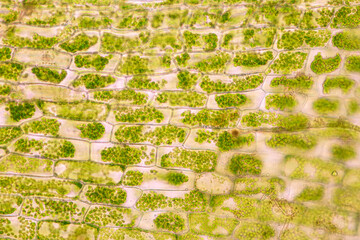Cell structure Hydrilla, view of the leaf surface showing plant cells under the microscope for...