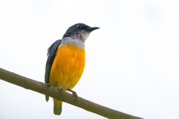 Orange-bellied Flowerpecker in thailand.
