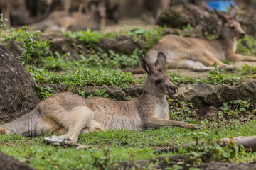 オオカンガルー