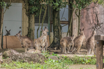 オオカンガルー