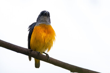 Orange-bellied Flowerpecker in thailand.
