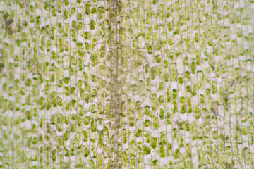 Cell structure Hydrilla, view of the leaf surface showing plant cells under the microscope for...