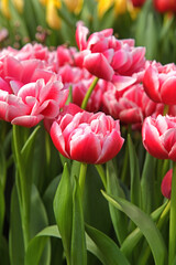 Wonderful peony tulip columbus, glowing reddish pink and has decorative white edge