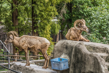 オオツノヒツジ