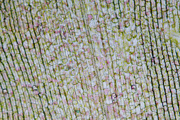 Cell structure Hydrilla, view of the leaf surface showing plant cells under the microscope for...