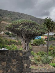 tree in the mountains
